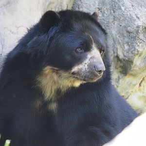 Andean Bear 1