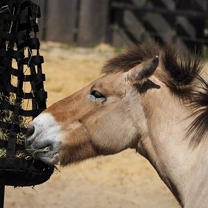 Przewalski's Horse