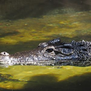 Cuban Crocodile