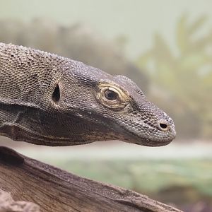 Komodo Dragon