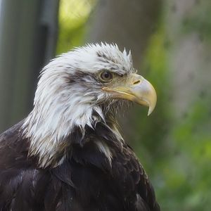 Bald Eagle