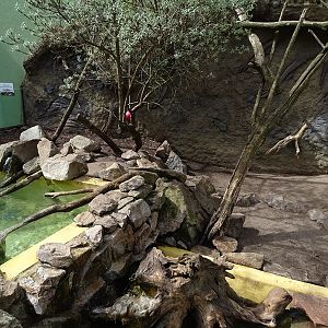 Small-clawed otter + binturong enclosure