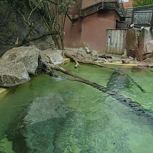 Small-clawed otter + binturong enclosure