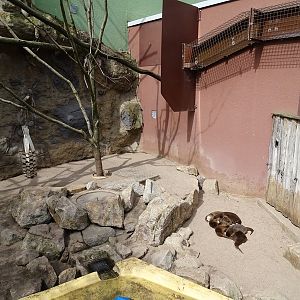 Small-clawed otter + binturong enclosure