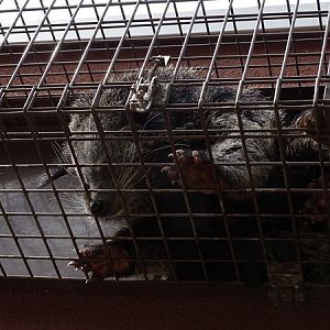 Malayan binturong (Arctictis binturong binturong)