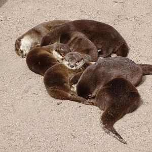 Asian small-clawed otter (Aonyx cinerea)