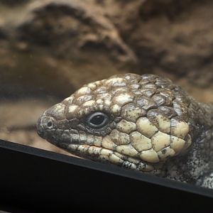 Shingleback Skink