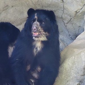 Andean Bear 2