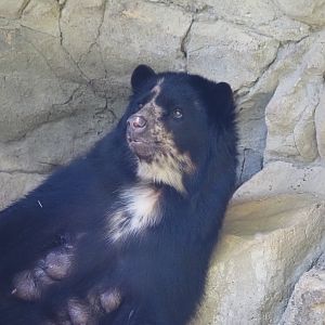 Andean Bear 3