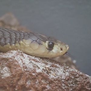 Snouted Cobra