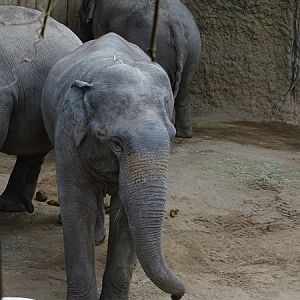 Asian elephant (Elephas maximus)