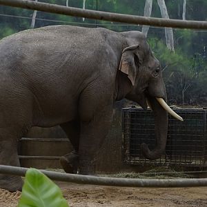 Asian elephant (Elephas maximus)