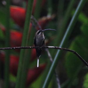 Long-billed Hermit