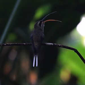 Long-billed Hermit