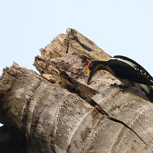 Golden-naped Woodpecker