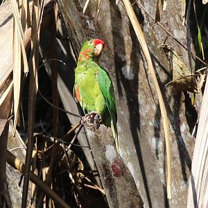 Crimson-Fronted Parakeet