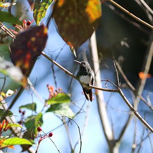 Snowy-bellied Hummingbird