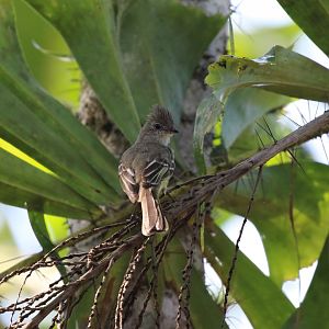 Yellow-bellied Elaenia