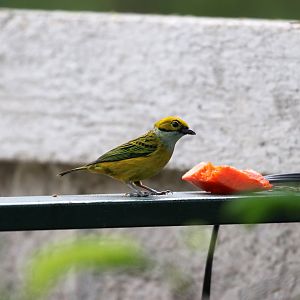 Silver-throated Tanager