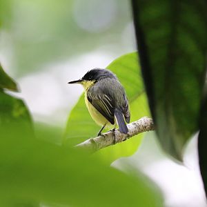 Common Tody-Flycatcher