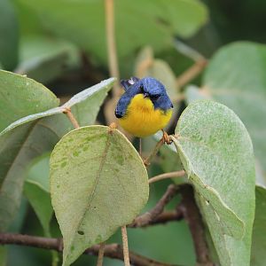 Tropical Parula