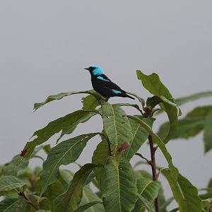 Scarlet-thighed Dacnis