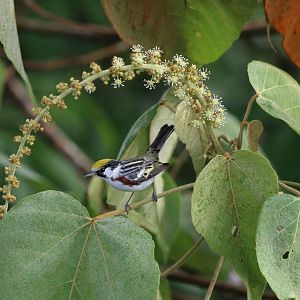 Chestnut-sided Warbler