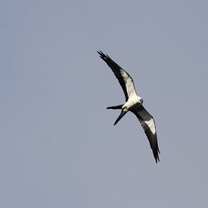 Swallow-tailed Kite