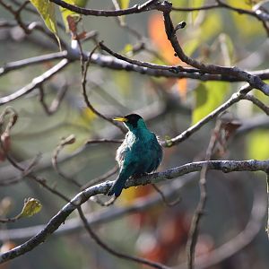 Green Honeycreeper
