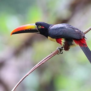 Fiery-billed Aracari