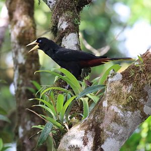 Crested Oropendola