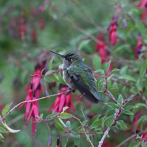 Volcano Hummingbird