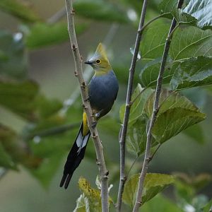 Long-tailed Silky-flycatcher
