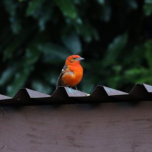 Flame-coloured Tanager