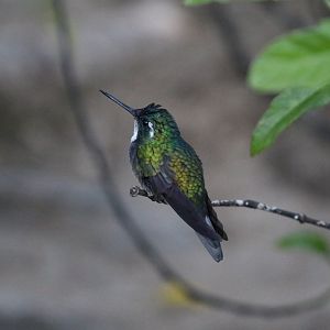 White-throated Mountain-gem