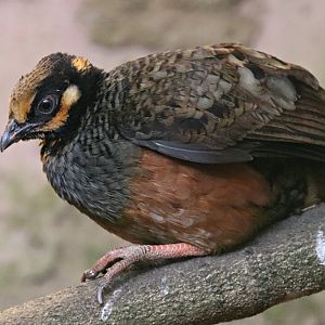 Chestnut-bellied partridge (Arborophila javanica)