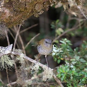 Black-billed Nightingale-Thrush