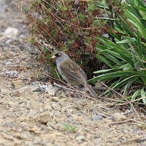 Volcano Junco