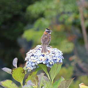 Rufous-collared Sparrow