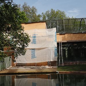 Hippopotamus house renovations, 2024-05-01