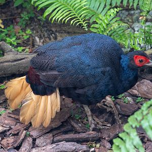 Malay Crestless Fireback