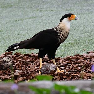 Southern-crested Caracara