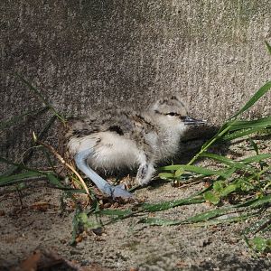Pied avocet (Recurvirostra avosetta) chick, 2024-05-01