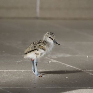 Pied avocet (Recurvirostra avosetta) chick, 2024-05-01