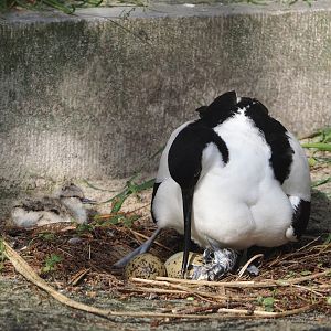 Pied avocet (Recurvirostra avosetta) with chicks, including a freshly hatched one, 2024-05-01