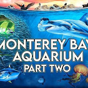 Monterey Bay Aquarium | PART TWO (3 Galleries)