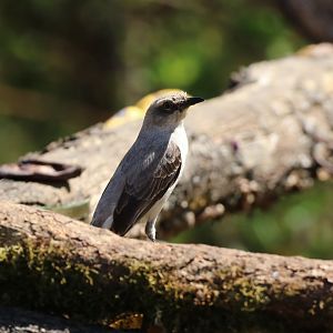 Tropical Mockingbird