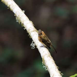 Tufted Flycatcher