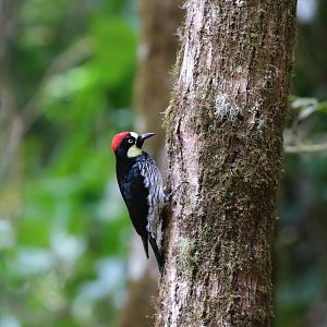 Acorn Woodpecker