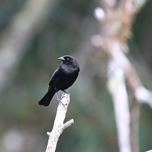 Bronzed Cowbird